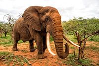 Elefant (Loxodonta africana) in bedrohlicher Lage, Zimanga Game Reserve, Kwa Zulu Natal, Südafrika