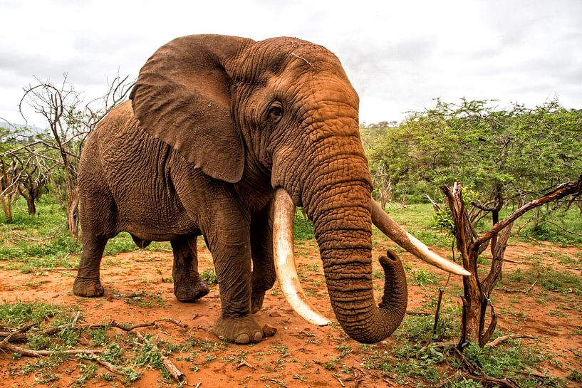 Elefant (Loxodonta africana) in bedrohlicher Lage, Zimanga Game Reserve, Kwa Zulu Natal, Südafrika von Nature in Stock