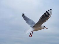 Seagull in flight