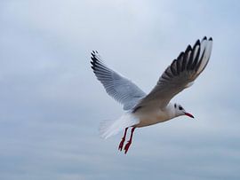 Seagull in flight by Felix Zänkert