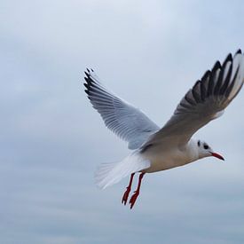 Seagull in flight by Felix Zänkert