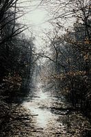 Into the woods