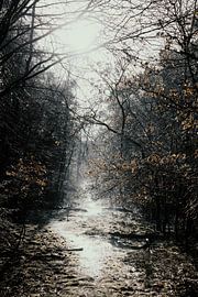 Into the woods by Esther van Beek