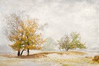 Drunen's dune landscape
