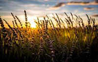 Lavender field at sunset
