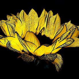 Zonnebloem. van Jose Lok
