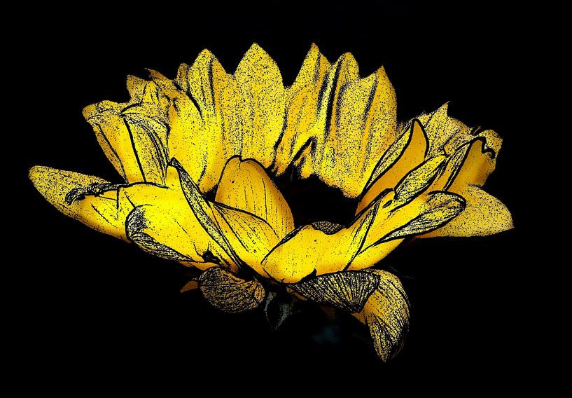 Sunflower. by Jose Lok