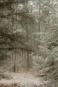 Schnee im Wald.