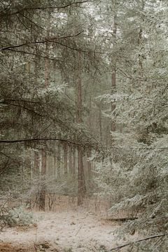 Sneeuw in het bos. van Sabina Meerman