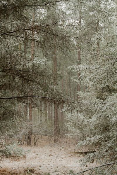Snow in the forest. by Sabina Meerman
