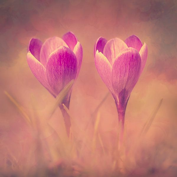 Nettes Paar von Maneschijn FOTO