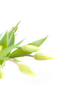 Gele frisse tulpen in vaas op witte achtergrond von Studio Windtkracht