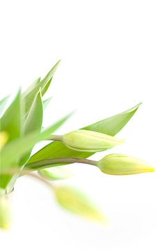 Gele frisse tulpen in vaas op witte achtergrond van Studio Windtkracht
