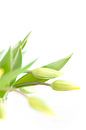 Gele frisse tulpen in vaas op witte achtergrond van Studio Windtkracht thumbnail