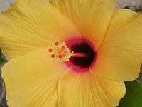 Gelber Hibiskus auf Teneriffa