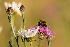 Hummel auf Blüte voller Blütenstaub von Miriam Ulrich