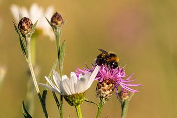 A bumblebee on a flower covered in pollen