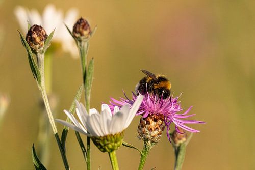 A bumblebee on a flower covered in pollen