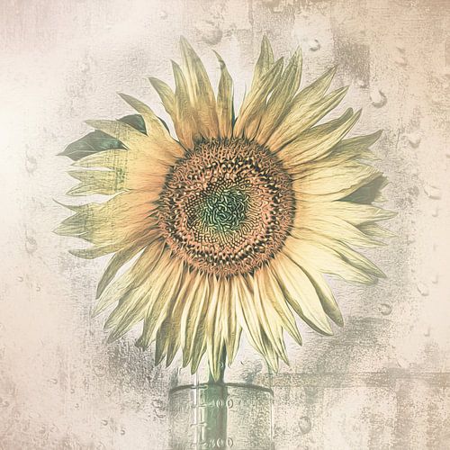 Sonnenblume von Kerstin Kaufmann