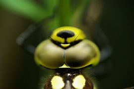 Nombreux yeux / yeux composés