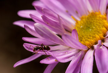 mier op aster met bladluizen