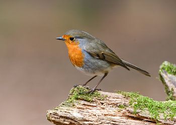 Stilleven Roodborstje op boomstam