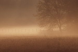 Arbre dans la brume sur YvePhotography