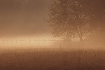 Boom in de mist van YvePhotography