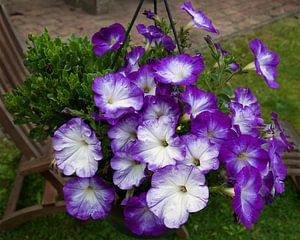 Paarse bloemen in de zomer.