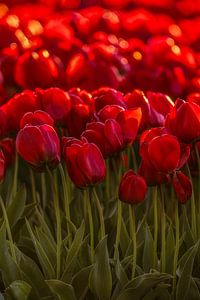 Ein Feld mit roten Tulpen bei Sonnenuntergang – stimmungsvolle Blumendekoration für die Wand in warmem Licht