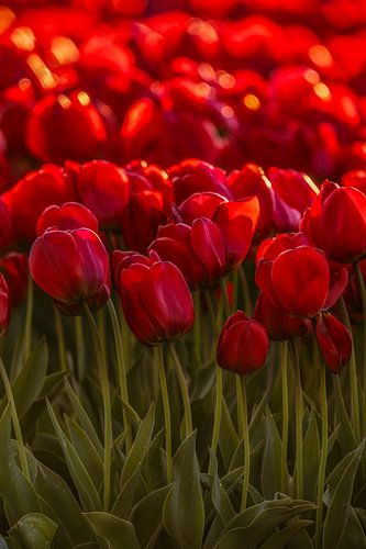 Rode tulpen veld bij zonsondergang – sfeervolle bloemen wanddecoratie in warm licht