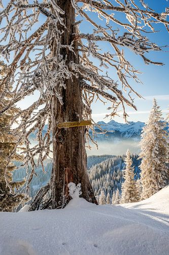 Winter hiking in the Tannheimer Tal. Crossing from Pirschling to Schönkahler