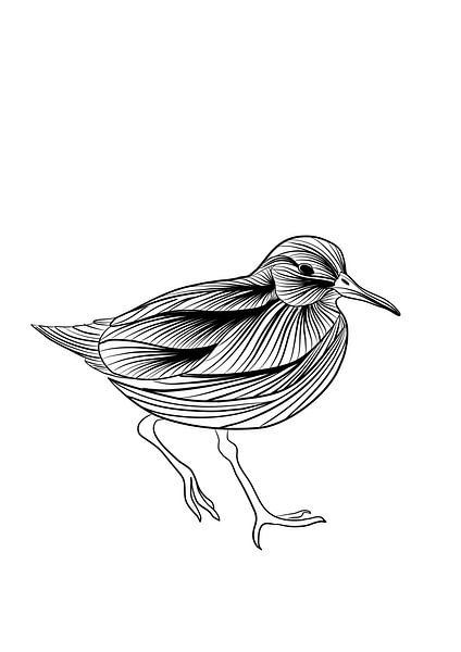 Poster Drieteenstrandloper - Zwart wit - Vogel - Strand van Studio Tosca