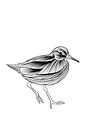 Poster Drieteenstrandloper - Zwart wit - Vogel - Strand van Studio Tosca thumbnail