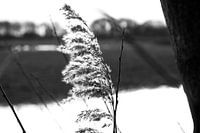 black and white