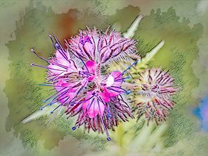 Phacelia