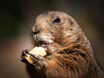 Portrait of a eating prairie dog by Beeld Creaties Ed Steenhoek | Photography and Artificial Images