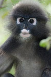 Brillangoer-Porträt