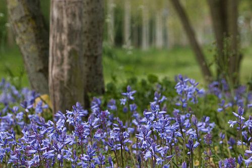 Een blauwe bloemenzee van boshyacinten