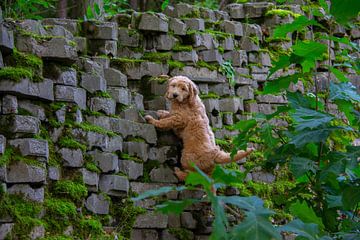 Puppy goldendoodle  klimt tegen en muur van Marco Leeggangers