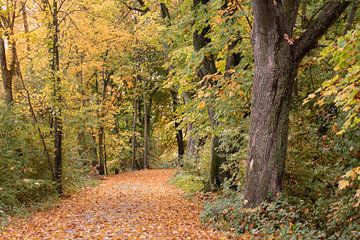 Sentier dans la forêt automnale sur Ulrike Leone