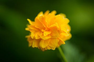 Tiny Yellow Flower by William Mevissen
