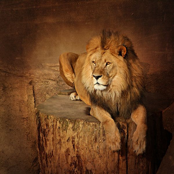 Rustende leeuw van Heike Hultsch