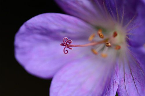 Das Herz der Geranie