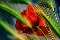 Poppy in the cornfield