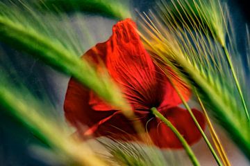 Poppy in the cornfield by Ellen Driesse