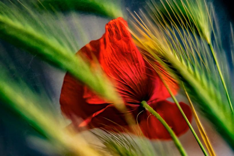 Mohn im Kornfeld von Ellen Driesse