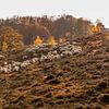 Schaapskudde op de Veluwe in de herfst van Mayra Fotografie