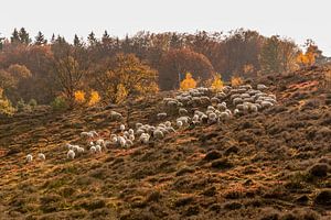 Schafherde auf der Veluwe im Herbst von Mayra Fotografie