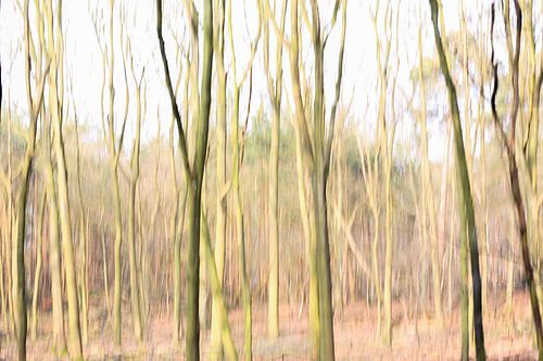 Vertical blur technique of the trees in the Rucphense Hei
